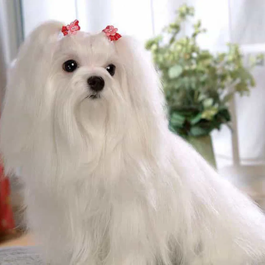 Chó Maltese (Nguồn: Internet) Chó Maltese (Nguồn: Internet)