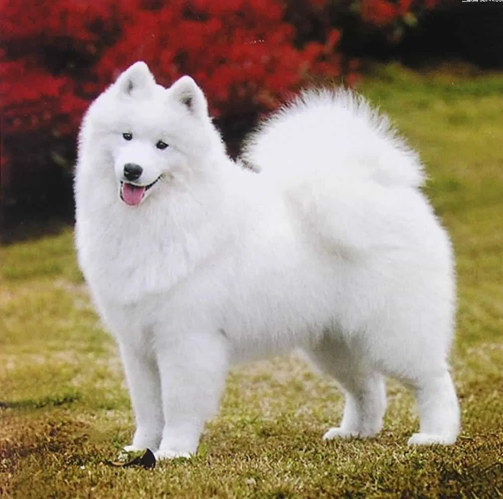 Chó Samoyed (Nguồn: Internet) Chó Samoyed (Nguồn: Internet)