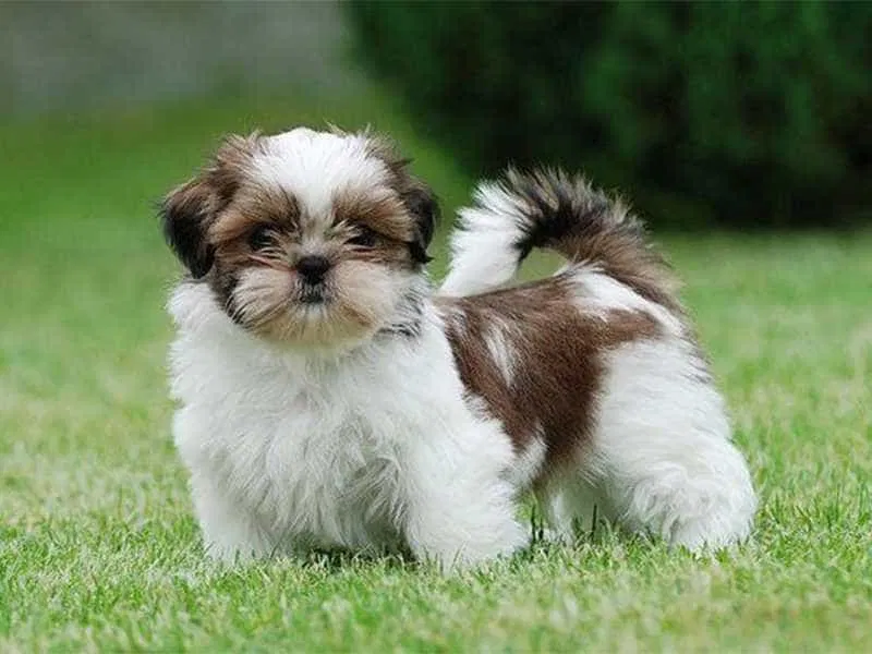 Chó Shih Tzu (Nguồn: Internet) Chó Shih Tzu (Nguồn: Internet)