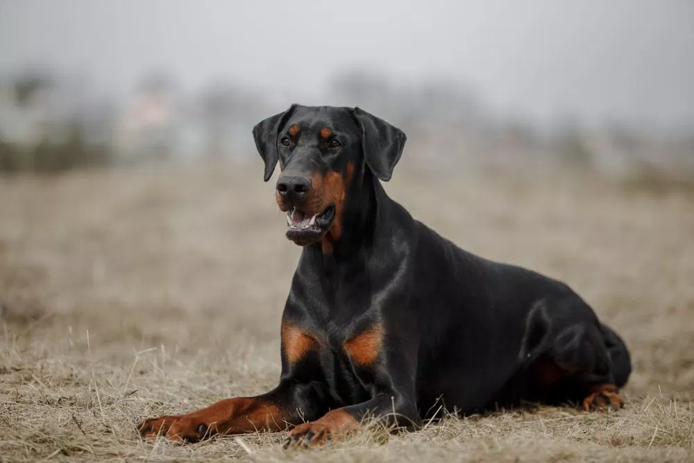 Doberman Pinscher (Nguồn: Internet)