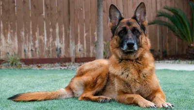 German Shepherd (Ảnh: Internet) German Shepherd (Ảnh: Internet)