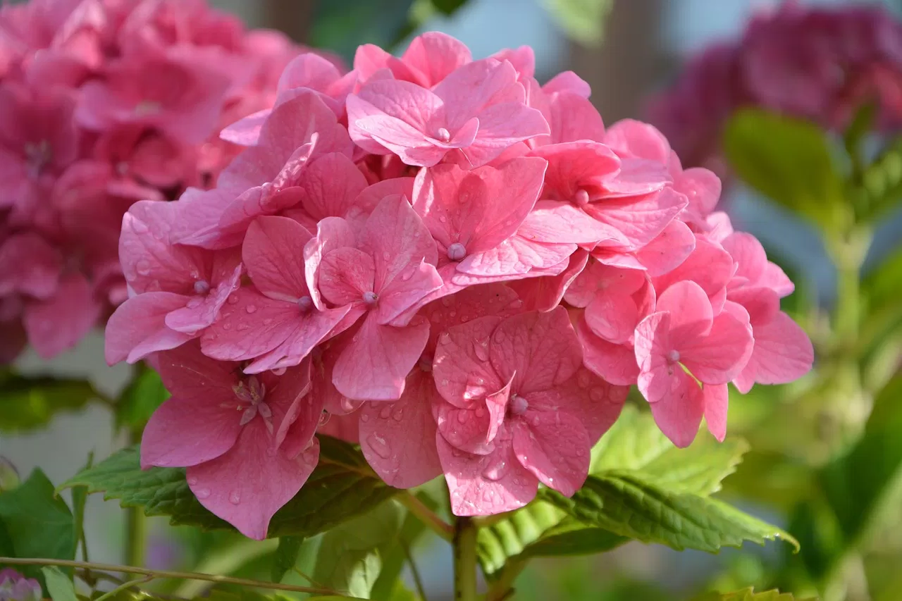Hình hoa cẩm tú cầu đẹp, rực rỡ (Ảnh: Internet)