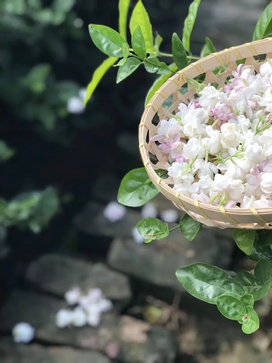 Hoa lài hay hoa nhài: Công dụng hoa nhài, phong thủy hoa nhài hợp mệnh gì công dụng của hoa nhài công dụng hoa nhài hoa lài hay hoa nhài hoa nhài hoa nhài hợp mệnh gì phong thủy hoa nhài