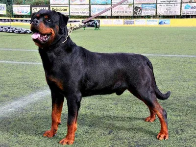 Rottweiler (Nguồn: Internet) Rottweiler (Nguồn: Internet)