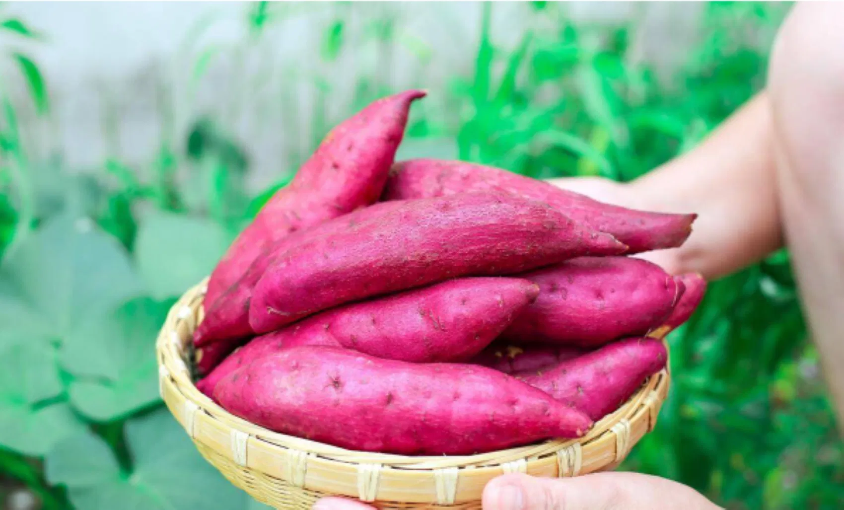 Ăn khoai lang như thế nào tốt nhất?