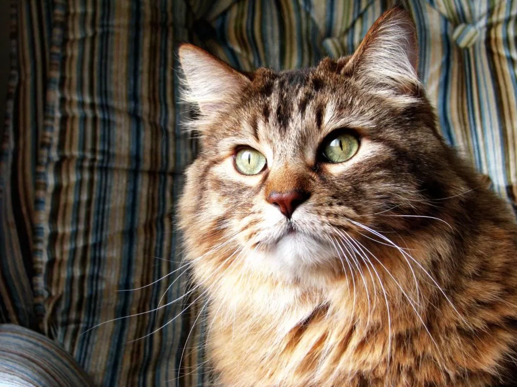 mèo rừng Na Uy Tortoiseshell không chỉ là một biểu tượng của sự sang trọng mà còn là hình mẫu của sức khỏe và sự hấp dẫn mèo rừng Na Uy Tortoiseshell không chỉ là một biểu tượng của sự sang trọng mà còn là hình mẫu của sức khỏe và sự hấp dẫn