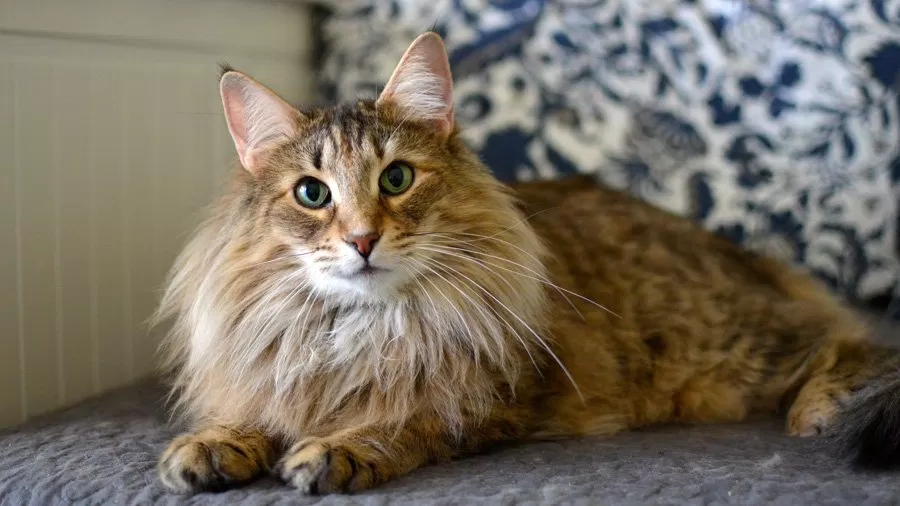 Mèo rừng Na Uy Tortoiseshell đã trải qua một hành trình dài để được công nhận chính thức Mèo rừng Na Uy Tortoiseshell đã trải qua một hành trình dài để được công nhận chính thức