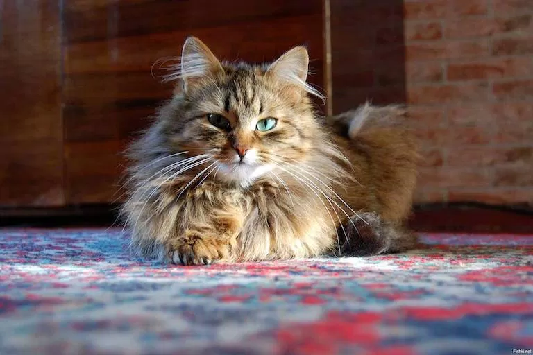 Mèo rừng Na Uy Tortoiseshell Mèo rừng Na Uy Tortoiseshell