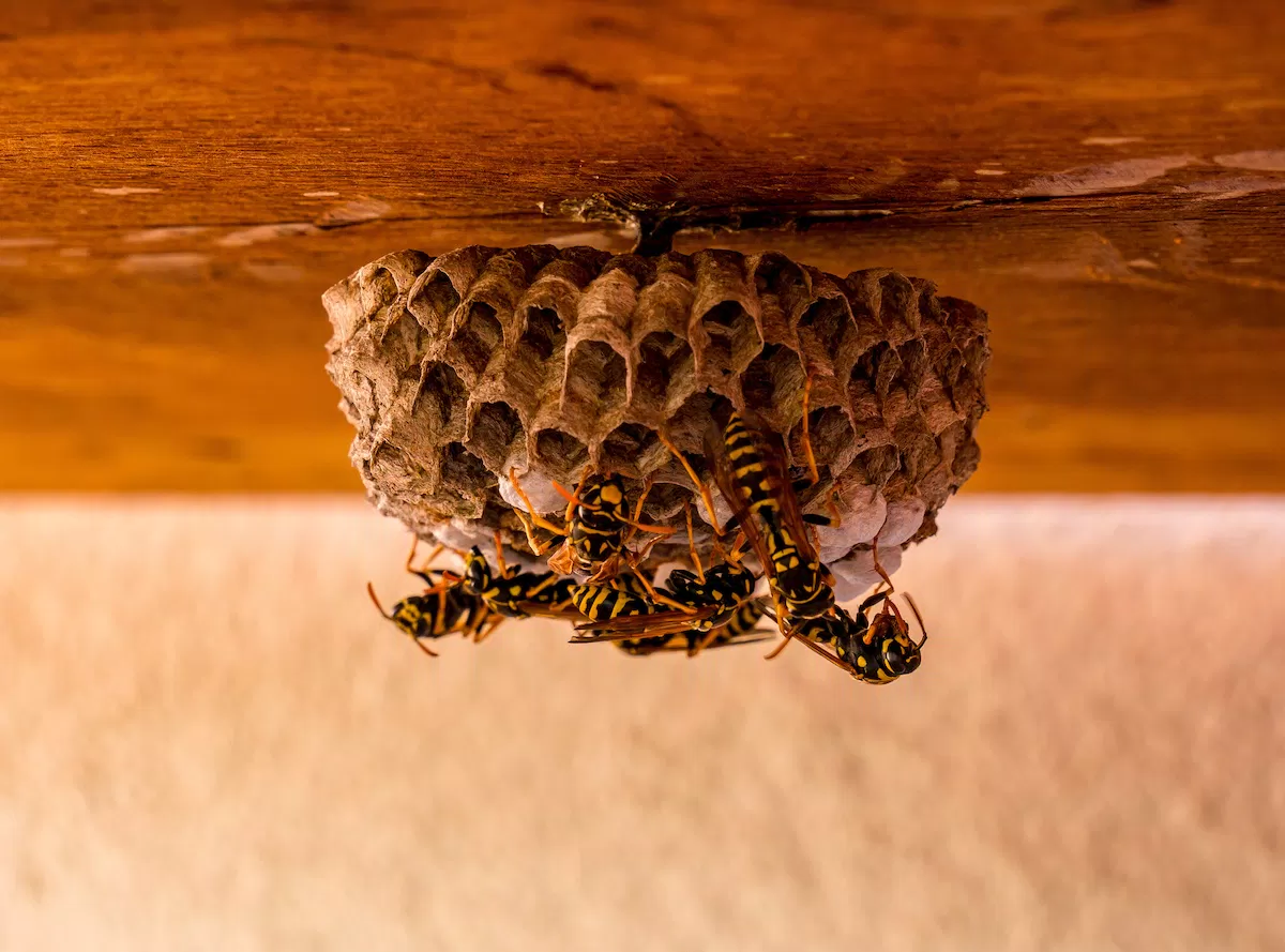 Ong bay vào nhà theo thời gian cụ thể