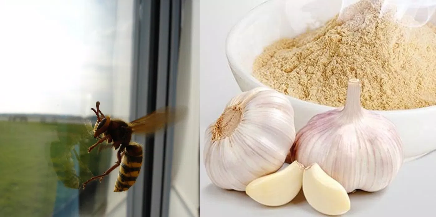 Cách đuổi ong ra khỏi nhà an toàn hiệu quả