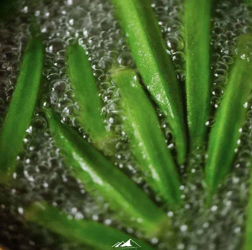 Đậu bắp có thể ăn sống được không?