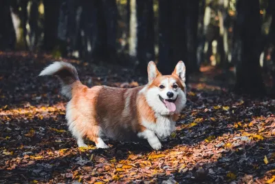 Corgi có ngoại hình đáng yêu với phần lưng dài, chân ngắn, bộ lông xù, đôi tai hình tam giác dựng đứng và đôi mắt to tròn