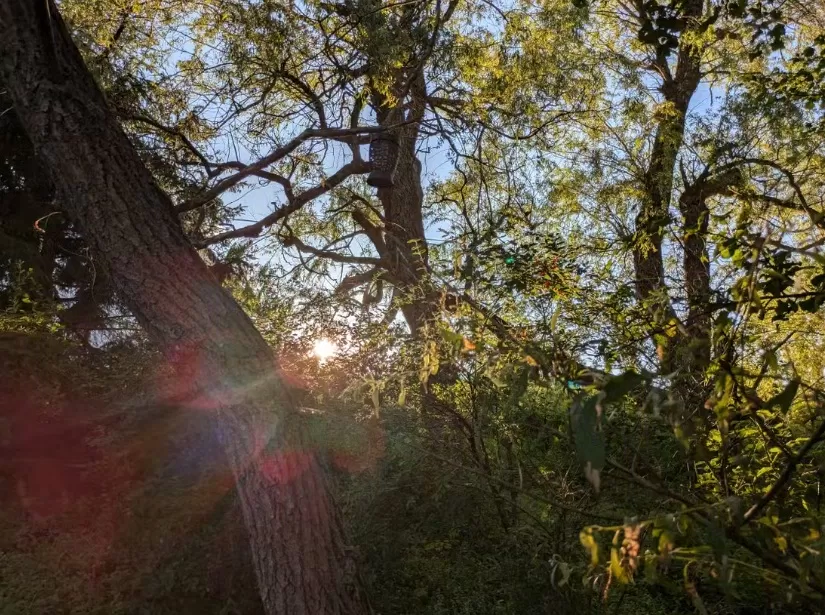 Ảnh chụp bằng điện thoại Pixel 8a (Ảnh: Internet) Ảnh chụp bằng điện thoại Pixel 8a (Ảnh: Internet)