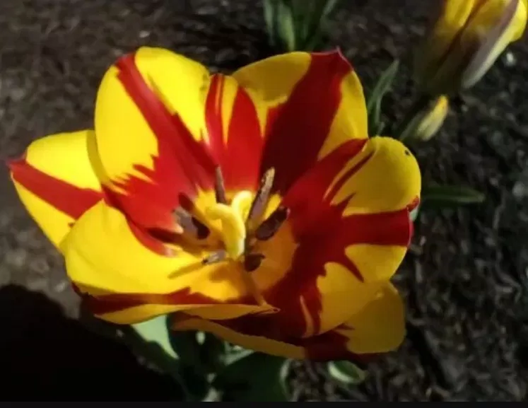 Ảnh chụp bằng điện thoại Galaxy A14 5G bằng ống kính macro (Ảnh: Internet) Ảnh chụp bằng điện thoại Galaxy A14 5G bằng ống kính macro (Ảnh: Internet)