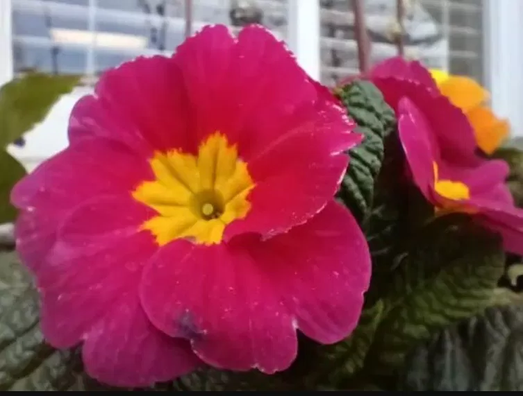 Ảnh chụp bằng điện thoại Galaxy A14 5G bằng ống kính macro (Ảnh: Internet) Ảnh chụp bằng điện thoại Galaxy A14 5G bằng ống kính macro (Ảnh: Internet)