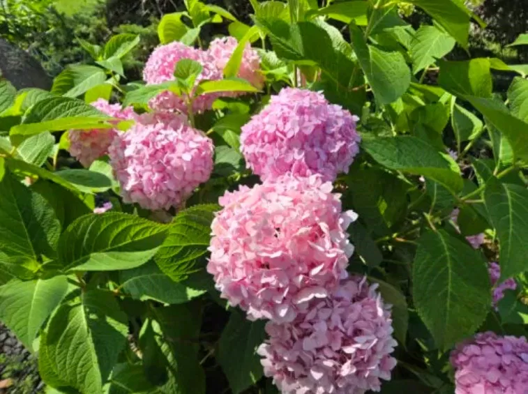 Ảnh chụp bằng điện thoại Galaxy Z Fold 6 với ống kính chính (Ảnh: Internet) Ảnh chụp bằng điện thoại Galaxy Z Fold 6 với ống kính chính (Ảnh: Internet)