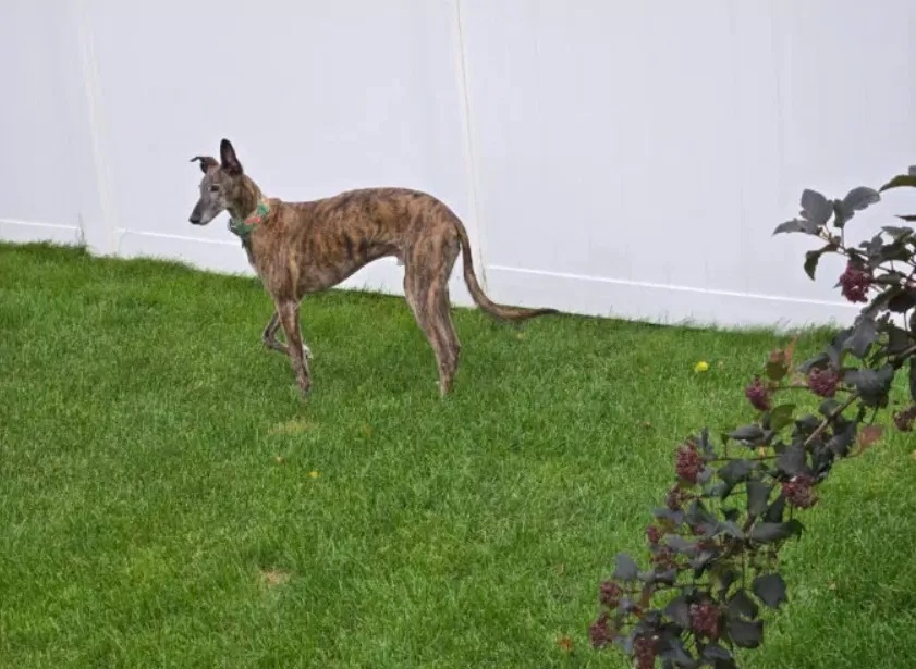 Ảnh chụp bằng điện thoại Galaxy Z Fold 6 với ống kính telephoto 3x (Ảnh: Internet) Ảnh chụp bằng điện thoại Galaxy Z Fold 6 với ống kính telephoto 3x (Ảnh: Internet)