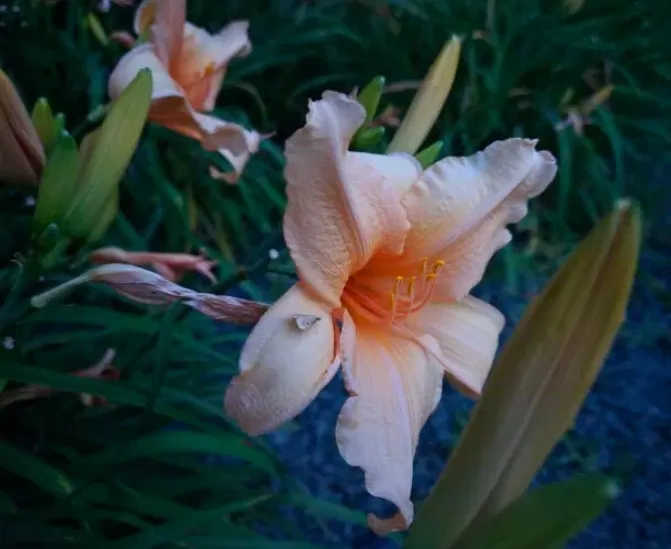 Ảnh chụp bằng điện thoại Galaxy Z Fold 6 với chế độ ban đêm (Ảnh: Internet) Ảnh chụp bằng điện thoại Galaxy Z Fold 6 với chế độ ban đêm (Ảnh: Internet)