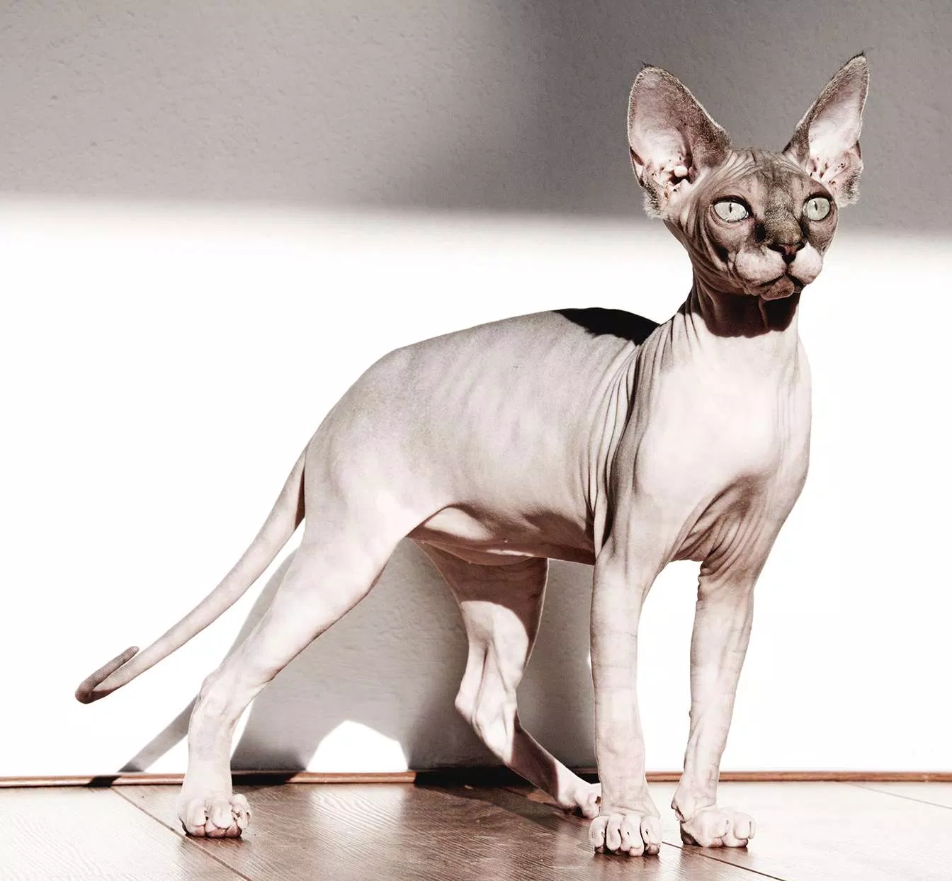 Mèo Sphynx