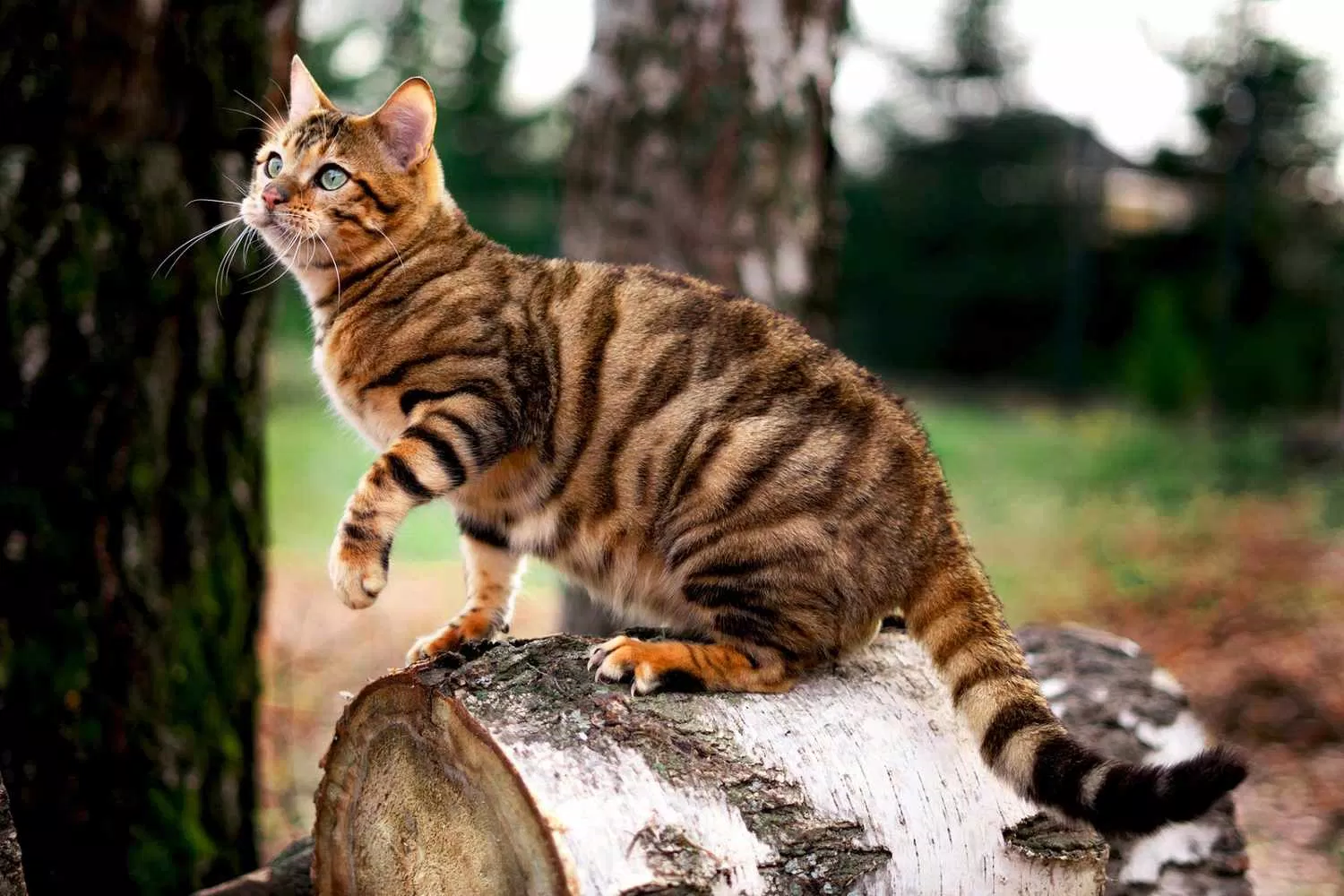 Mèo Toyger