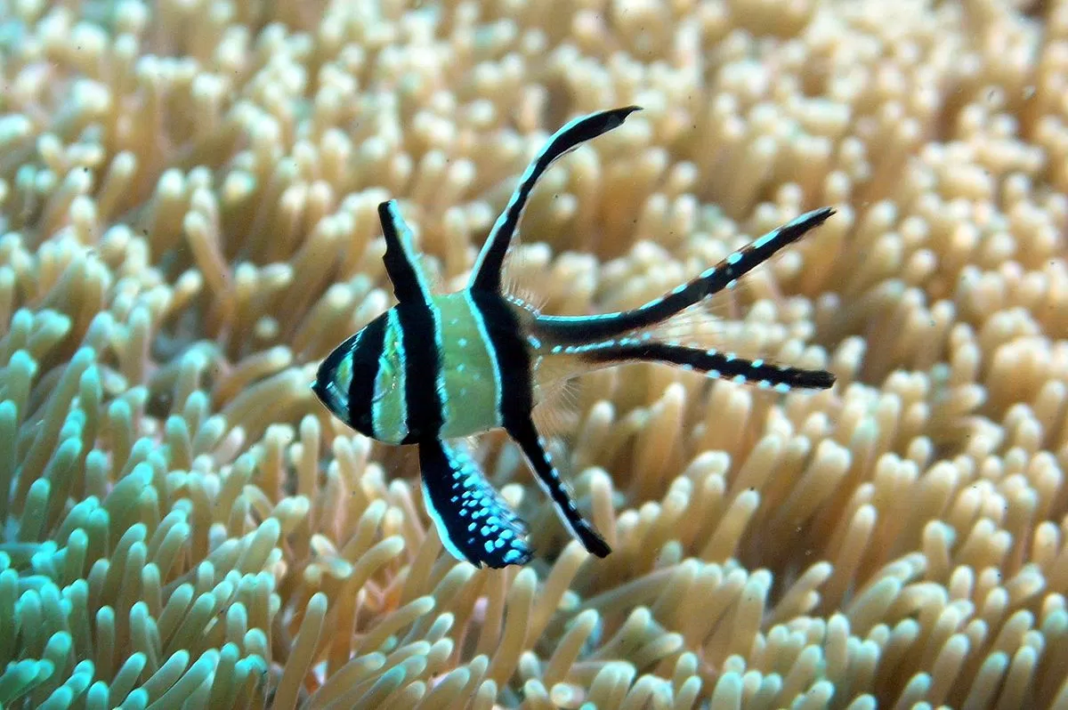 Cá hồng y Banggai