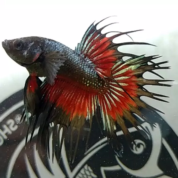 Betta Crowntail - Vương Miện Kiêu Hãnh Dưới Nước (Nguồn: Internet)