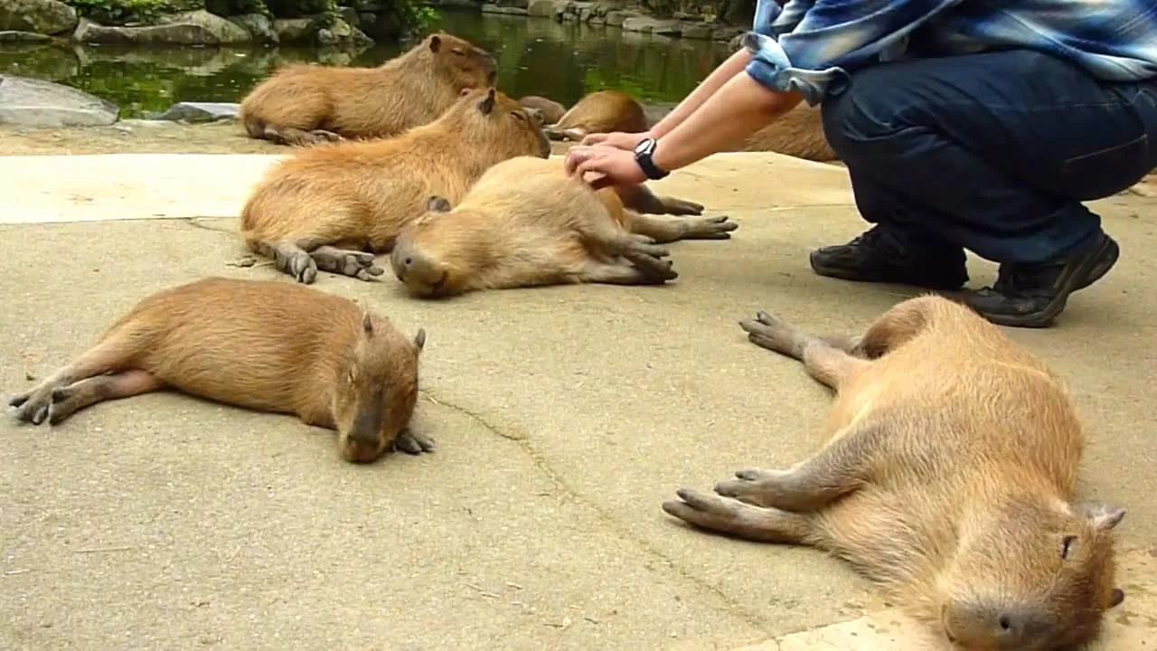 Capybara thường ngủ vào ban ngày (Nguồn: Internet)