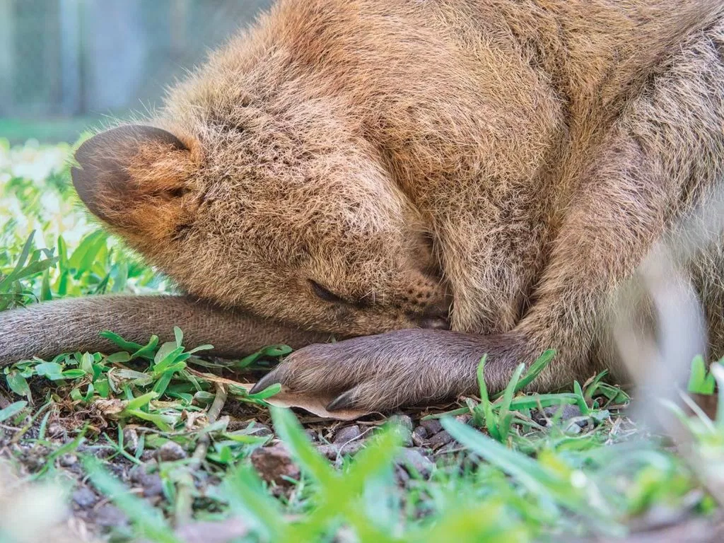 Quokka có tập tính giống nhiều loài khác (Nguồn: Internet)