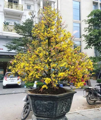 Chậu mai vàng tại Hà Nội: biểu tượng mùa xuận Chậu mai vàng tại Hà Nội: biểu tượng mùa xuận