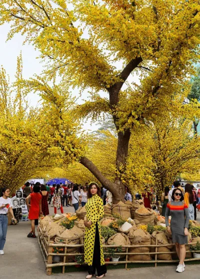 Mai vàng tại TP.HCM: Con đường hoa mai rực rỡ tại quận 1 Mai vàng tại TP.HCM: Con đường hoa mai rực rỡ tại quận 1