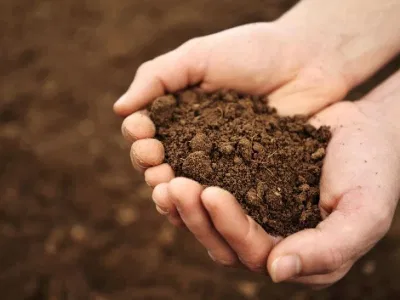 Đất trồng hoa mai: Yếu tố quan trọng, sự hoà hợp giữa nhiều loại phân Đất trồng hoa mai: Yếu tố quan trọng, sự hoà hợp giữa nhiều loại phân