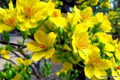 Hoa mai: Đại diện cho sắc xuân Việt Nam tuyệt đẹp Hoa mai: Đại diện cho sắc xuân Việt Nam tuyệt đẹp