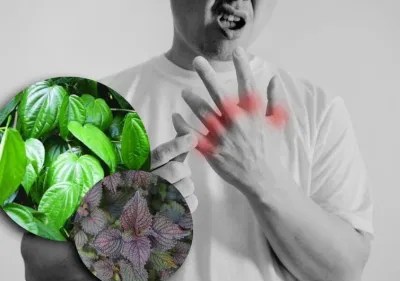 Cách trị gout bằng lá lốt hoặc lá tía tô