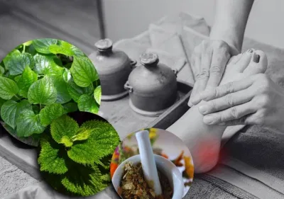 Đắp lá lốt hoặc tía tô xay nhuyễn hỗ trợ giảm viêm hiệu quả