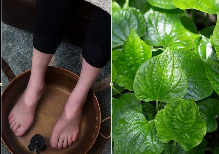 Ngâm chân bằng lá lốt giúp giảm cơn đau do cút