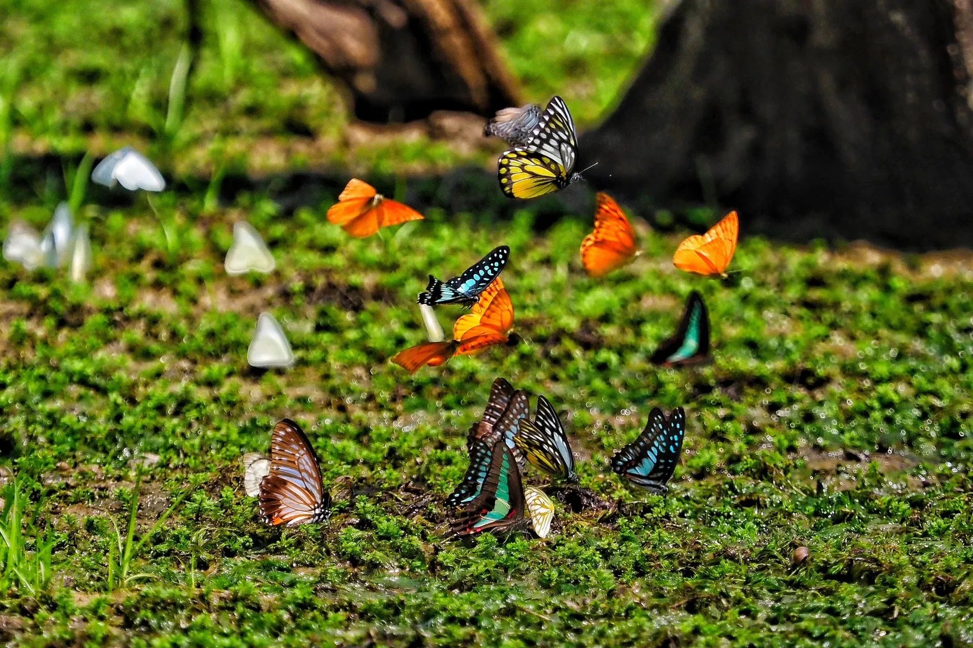 Giải mã giấc mơ thấy bướm là điềm gì (Ảnh: Internet)