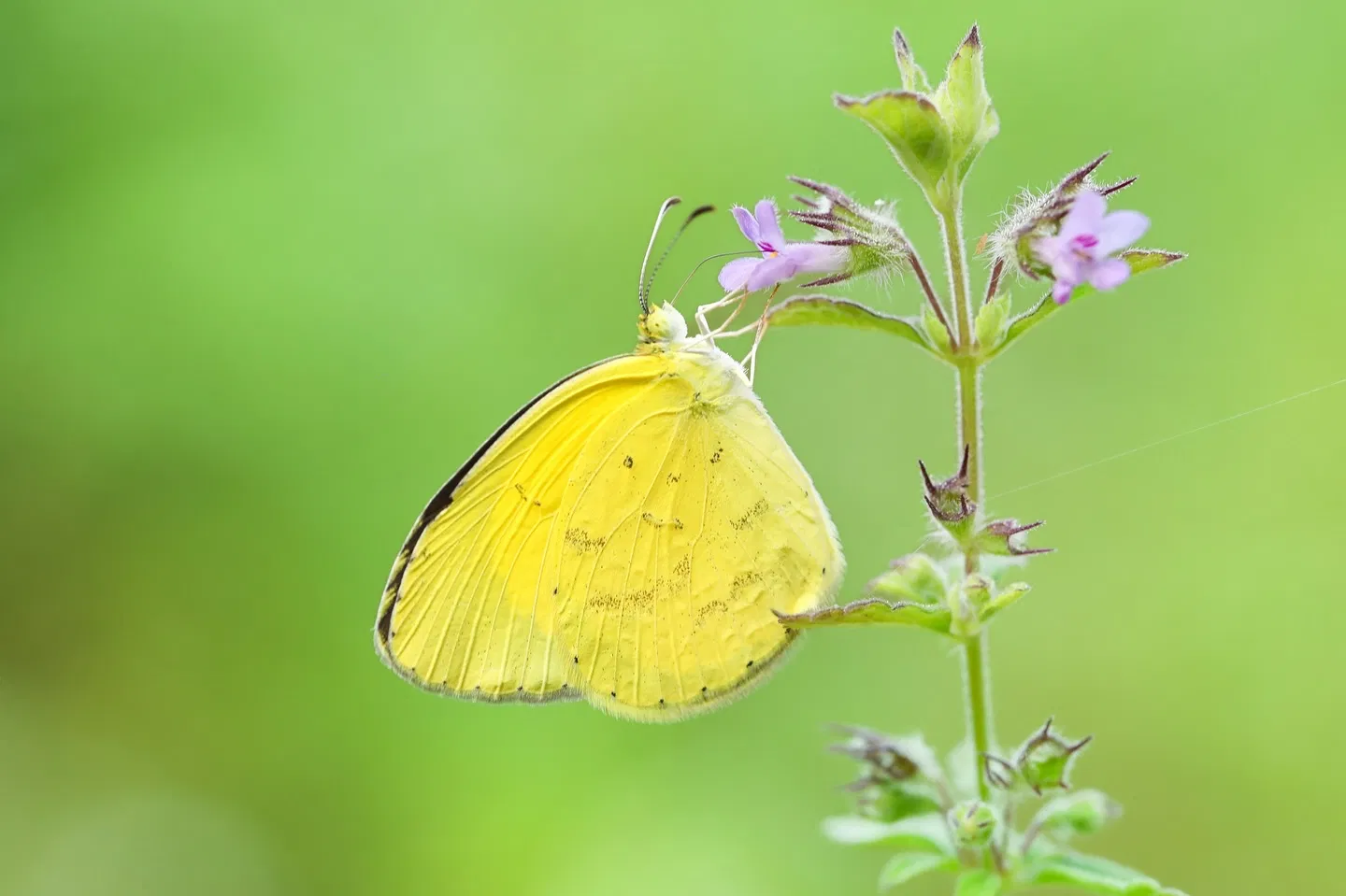 Giải mã giấc mơ thấy bướm là điềm gì (Ảnh: Internet)