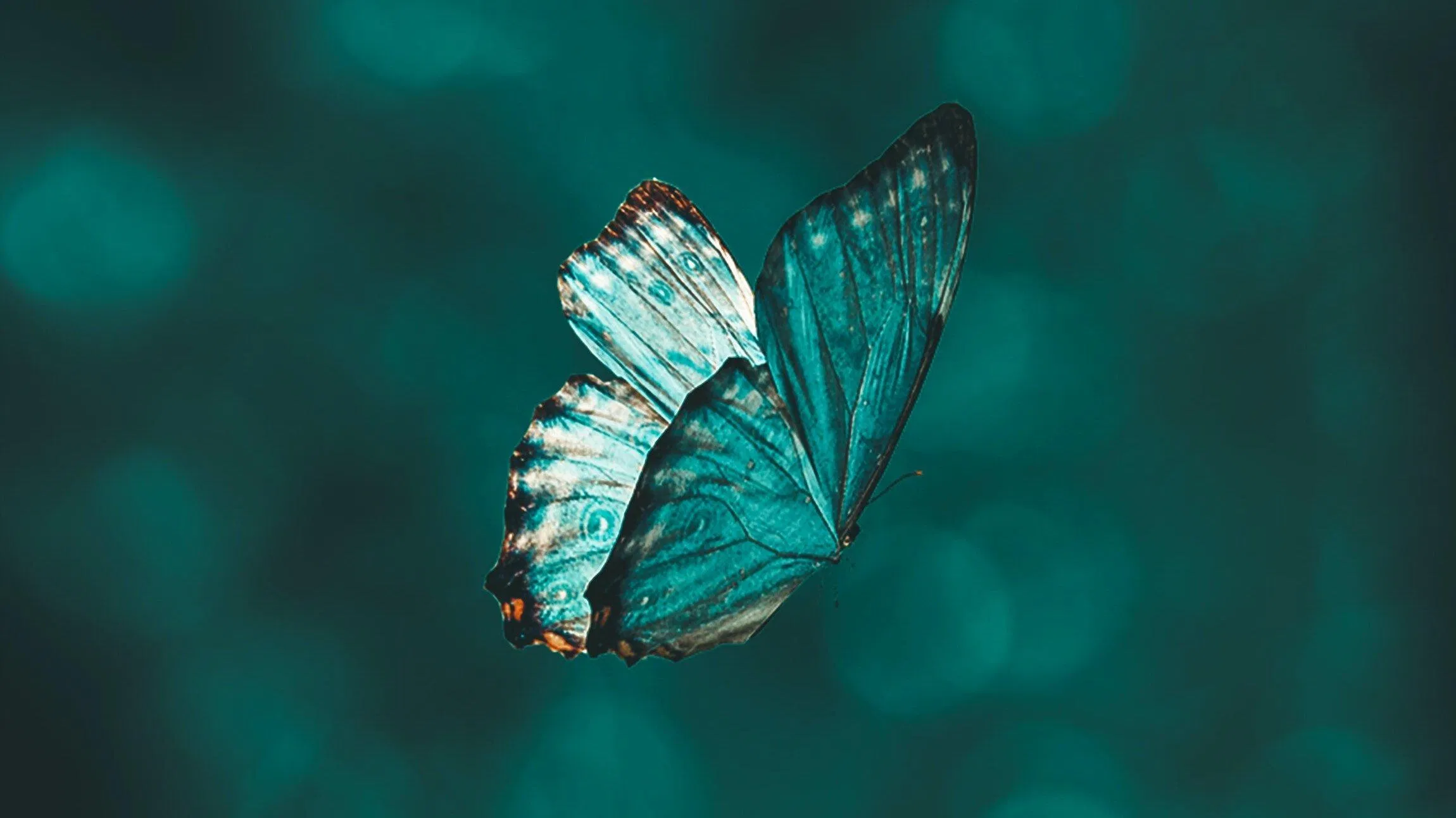 Giải mã giấc mơ thấy bướm theo tâm lý