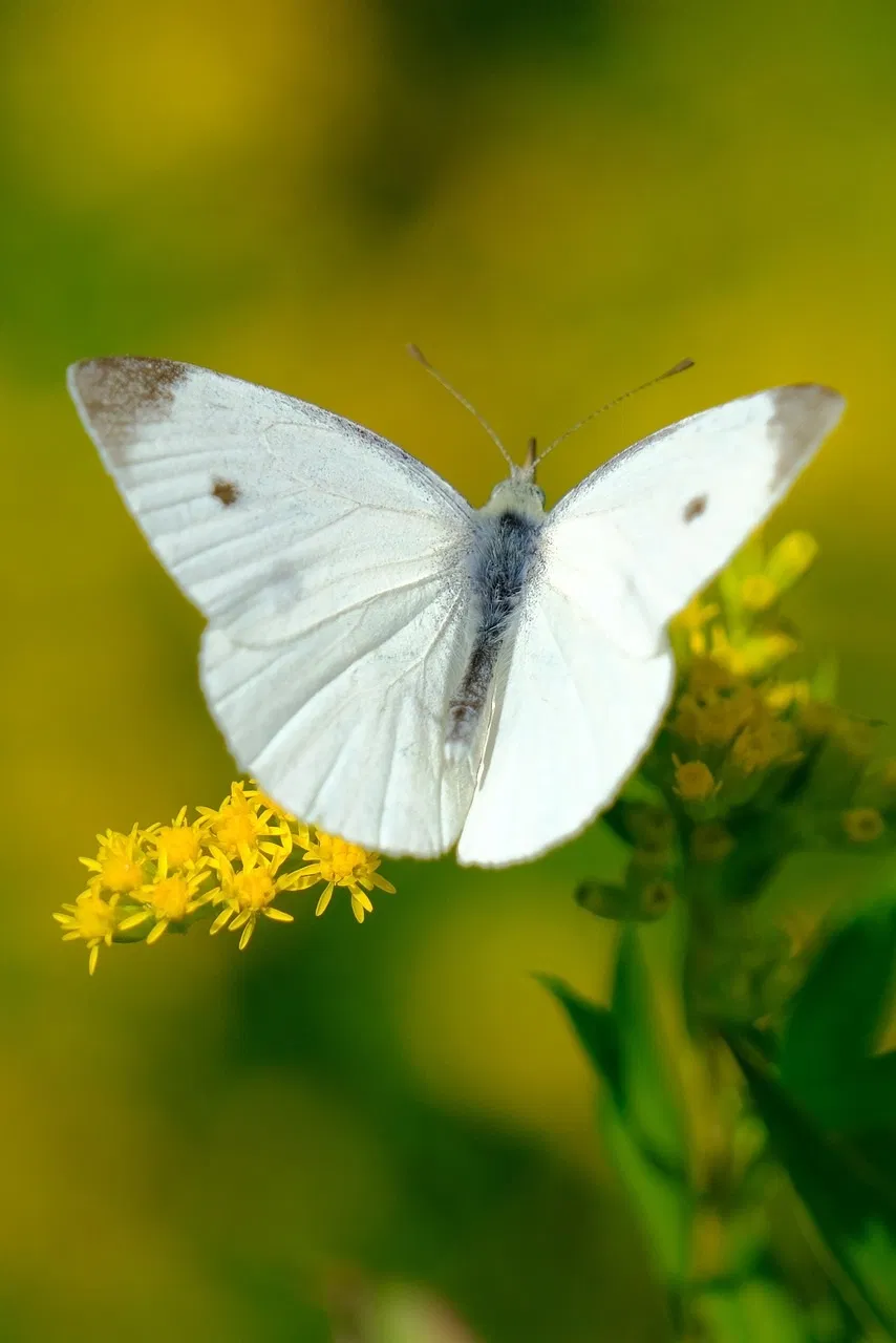 Giải mã giấc mơ thấy bướm là điềm gì (Ảnh: Internet)