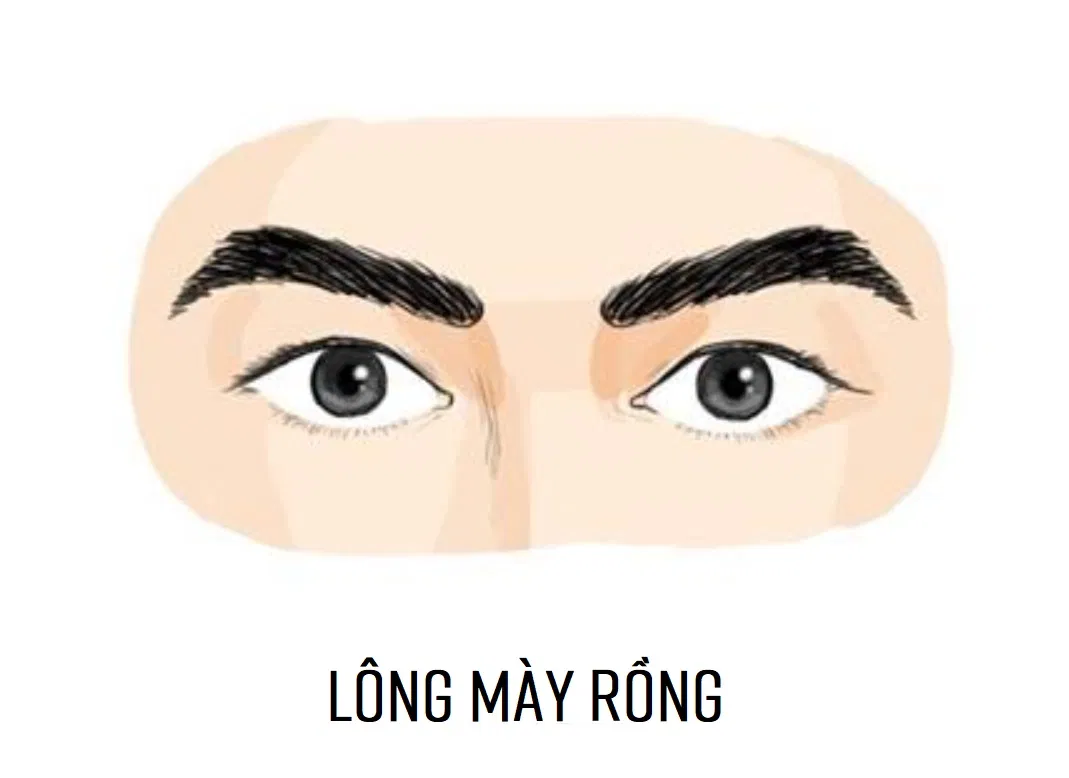 Tướng lông mày rồng (Ảnh: Internet)