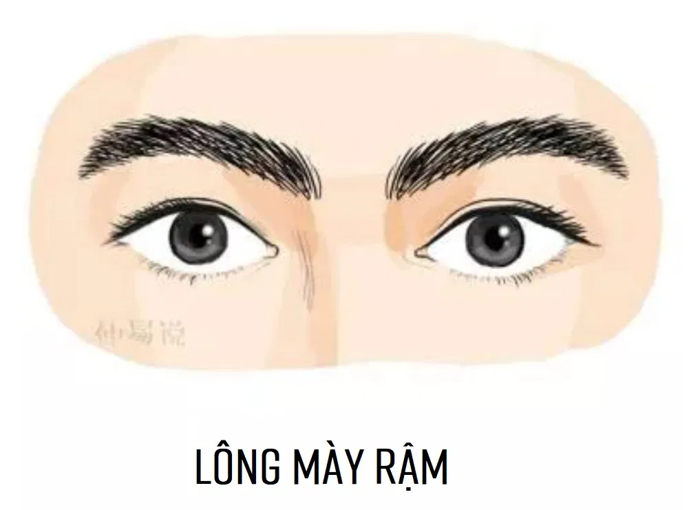 Tướng lông mày rậm (Ảnh: Internet)