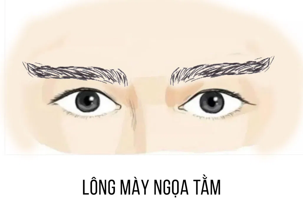 Tướng lông mày ngọa tằm (Ảnh: Internet)