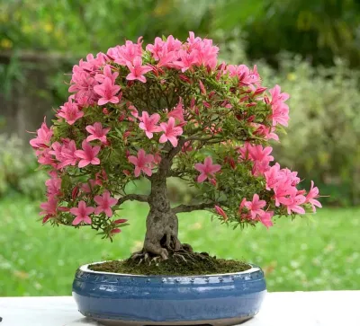 Vị trí trồng cây đỗ quyên hợp phong thủy
