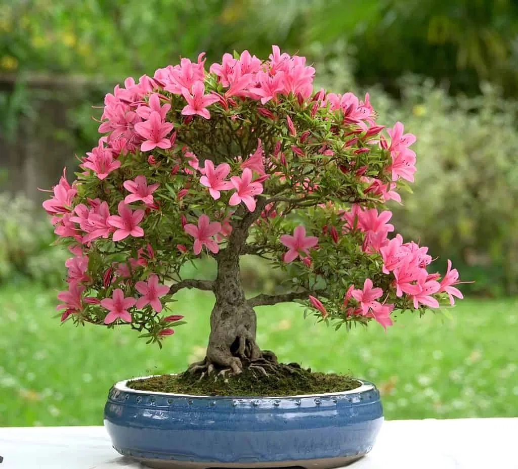Vị trí trồng cây đỗ quyên hợp phong thủy