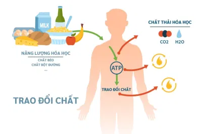 Giảm Cân – Chìa Khóa Cải Thiện Hệ Tiêu Hóa Và Trao Đổi Chất (Nguồn: Internet)