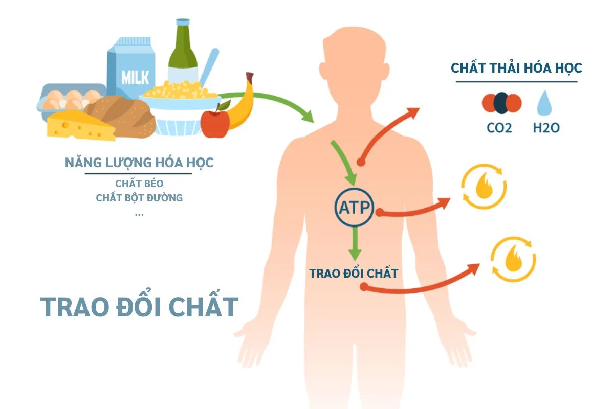 Giảm Cân – Chìa Khóa Cải Thiện Hệ Tiêu Hóa Và Trao Đổi Chất (Nguồn: Internet)