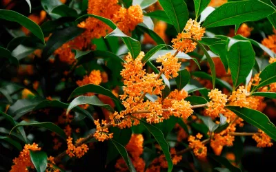 loại hoa chiêu tài nên trồng vì "hoa nở Thần Tài đến"