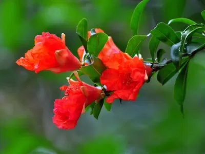 Những loại hoa chiêu tài nên trồng vì "hoa nở Thần Tài đến" (Ảnh: Internet)