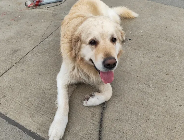 Ảnh chụp bằng điện thoại Nothing Phone 3a Pro (Ảnh: Internet) Ảnh chụp bằng điện thoại Nothing Phone 3a Pro (Ảnh: Internet)