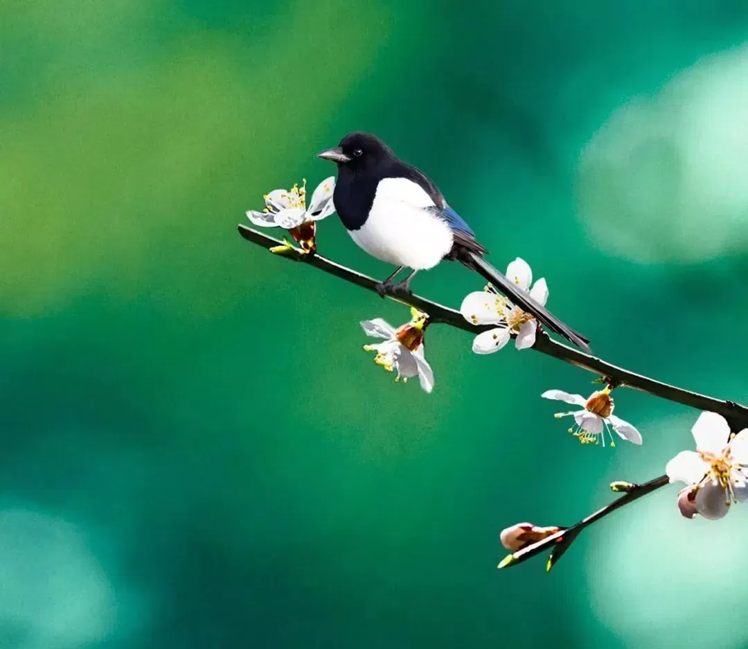 Tử vi 12 con giáp trong tiết Xuân phân